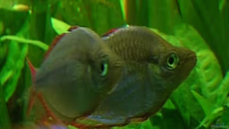 Besatz im Aquarium Becken 13015 von Der Analyst (21)