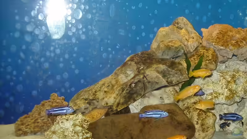 Besatz im Aquarium Becken 13025 von Ronny Richter (10)