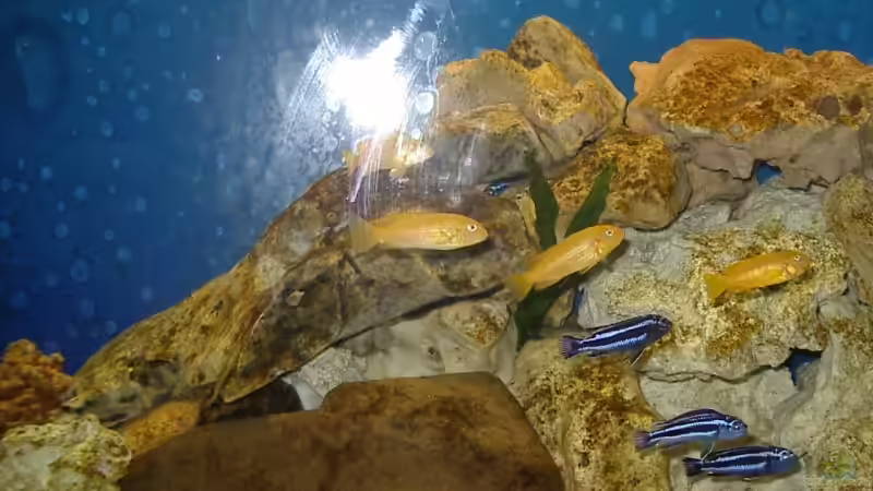 Besatz im Aquarium Becken 13025 von Ronny Richter (11)