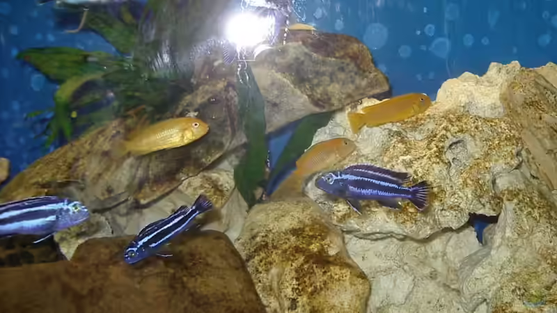 Besatz im Aquarium Becken 13025 von Ronny Richter (9)