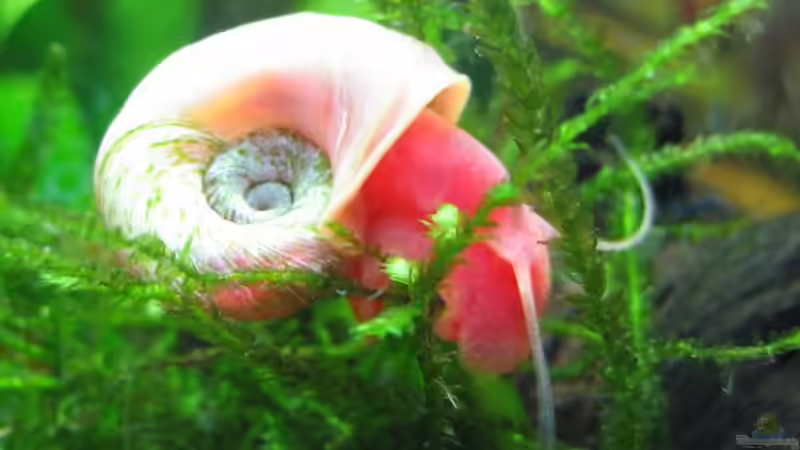 Besatz im Aquarium Becken 13028 von Yasmeen (10)