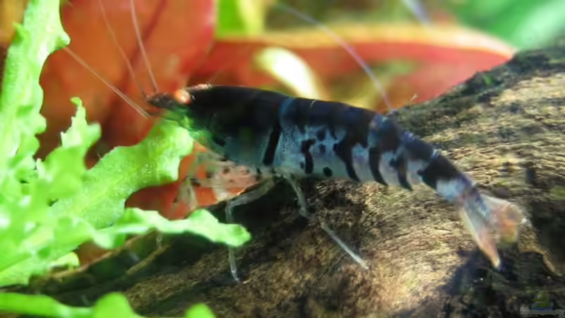 Besatz im Aquarium Becken 13028 von Yasmeen (6)