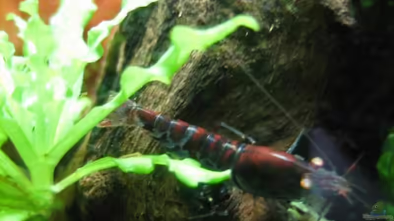 Besatz im Aquarium Becken 13028 von Yasmeen (7)