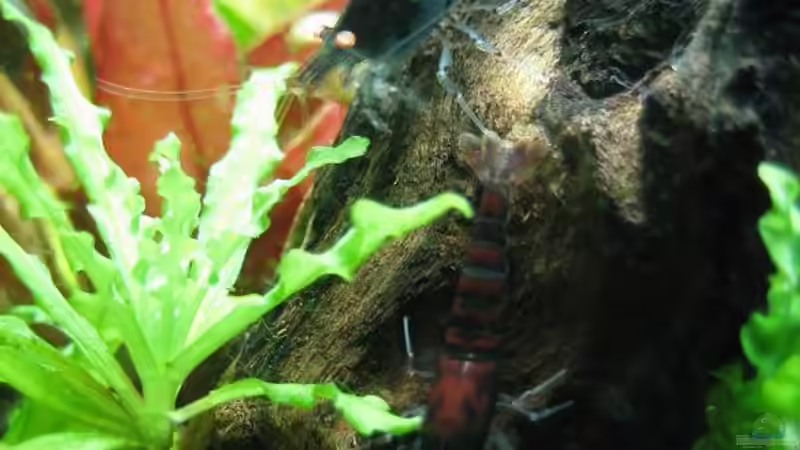 Besatz im Aquarium Becken 13028 von Yasmeen (8)