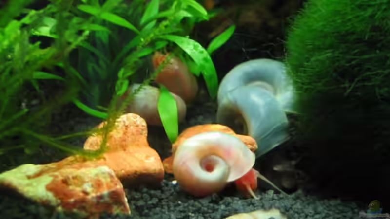 Besatz im Aquarium Becken 13028 von Yasmeen (9)