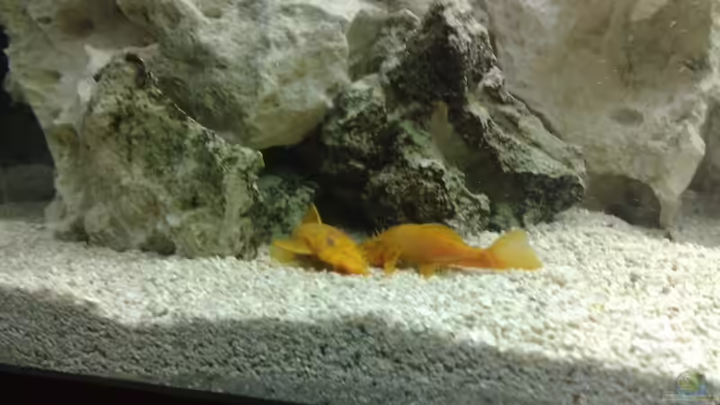 Besatz im Aquarium Becken 13030 von az189 (5)