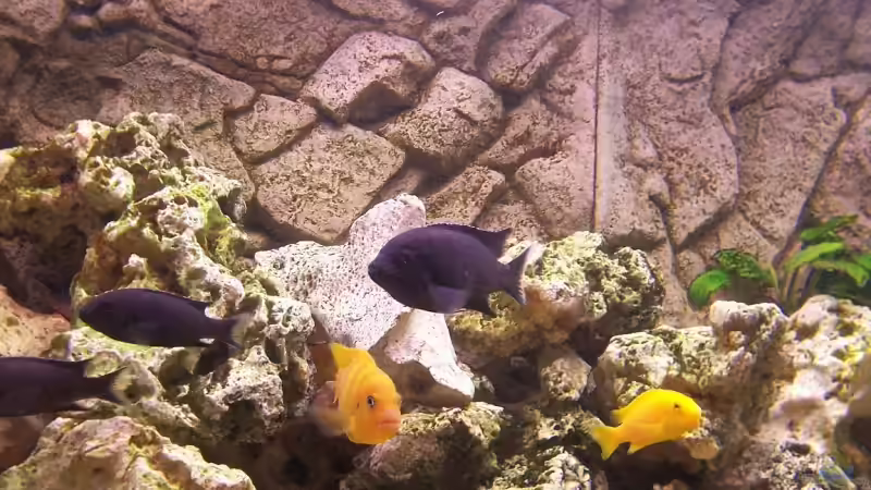 Besatz im Aquarium Becken 13030 von az189 (6)