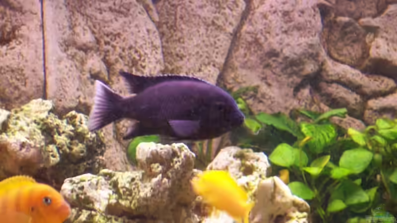 Besatz im Aquarium Becken 13030 von az189 (8)