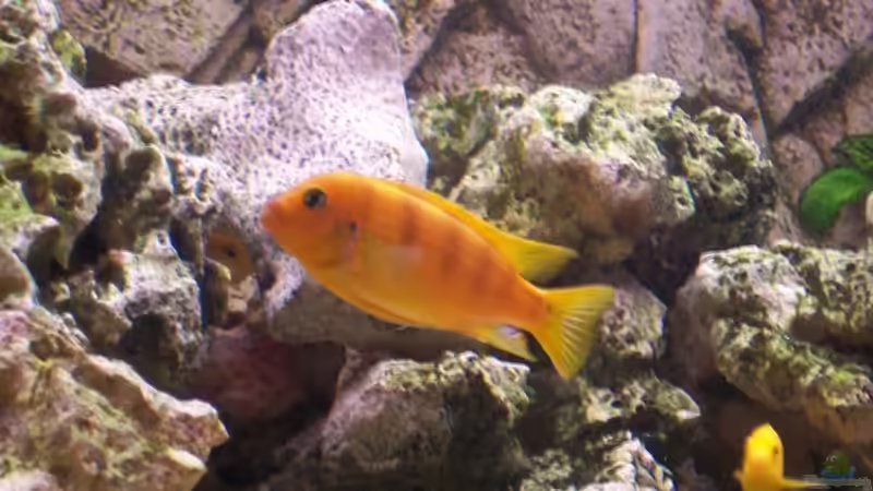 Besatz im Aquarium Becken 13030 von az189 (9)