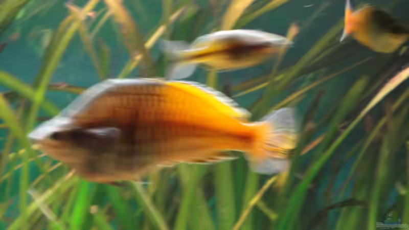 Besatz im Aquarium Becken 13041 von Günther Kopf (29)