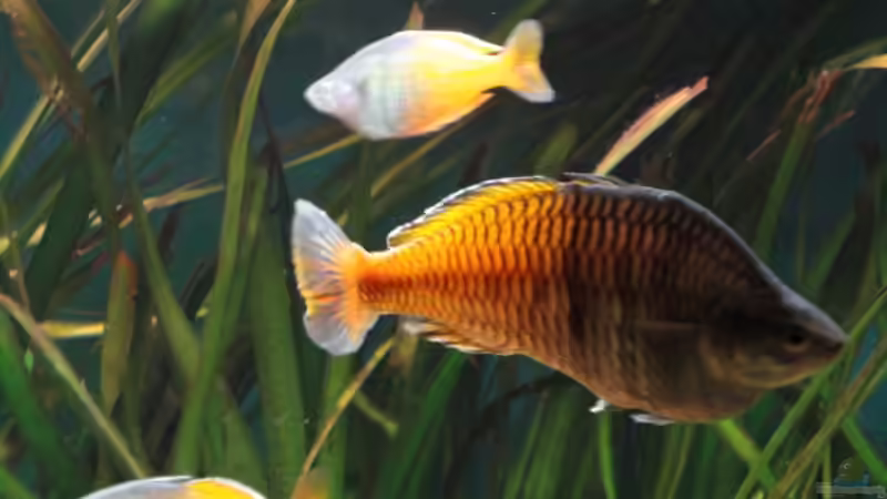 Besatz im Aquarium Becken 13041 von Günther Kopf (31)