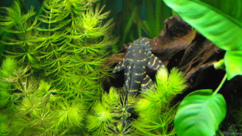 Besatz im Aquarium Becken 13041 von Günther Kopf (32)