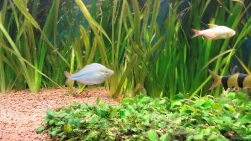 Besatz im Aquarium Becken 13041 von Günther Kopf (33)