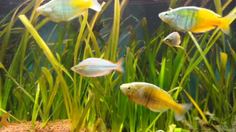 Besatz im Aquarium Becken 13041 von Günther Kopf (34)