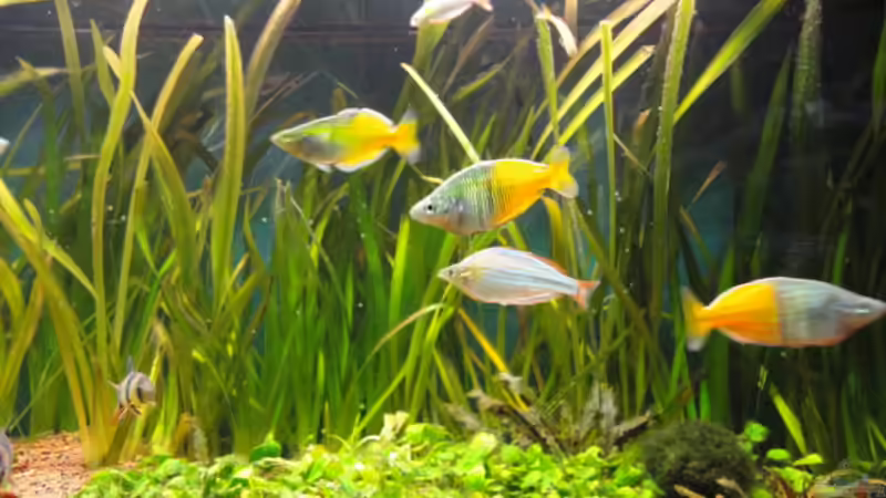 Besatz im Aquarium Becken 13041 von Günther Kopf (35)