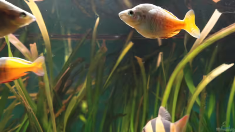 Besatz im Aquarium Becken 13041 von Günther Kopf (36)