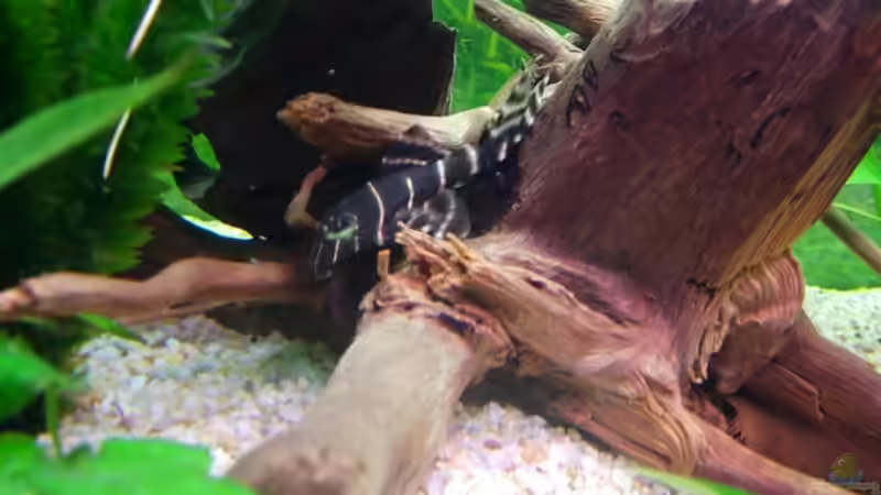 Besatz im Aquarium Becken 13041 von Günther Kopf (38)