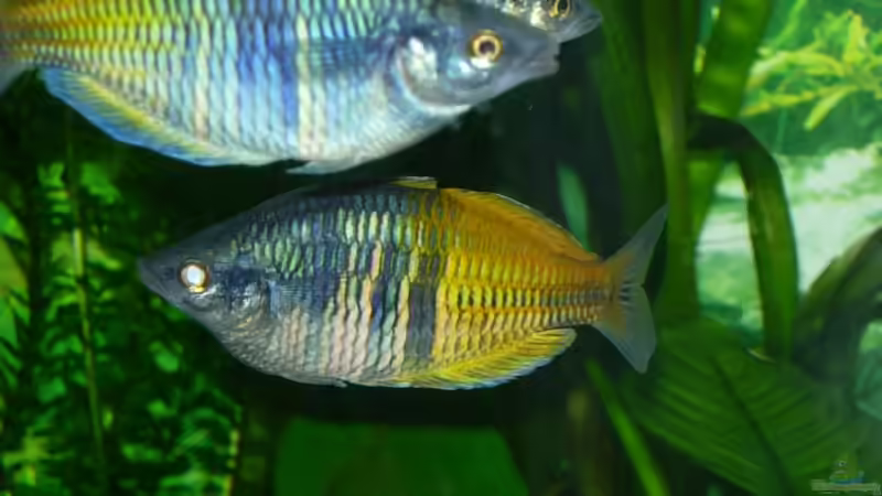 Besatz im Aquarium Becken 13041 von Günther Kopf (40)