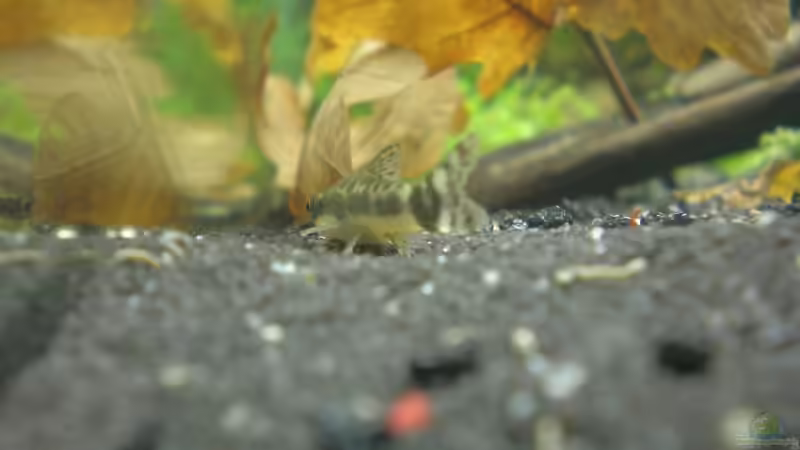 Besatz im Aquarium Becken 13042 von Muschelknacker (12)