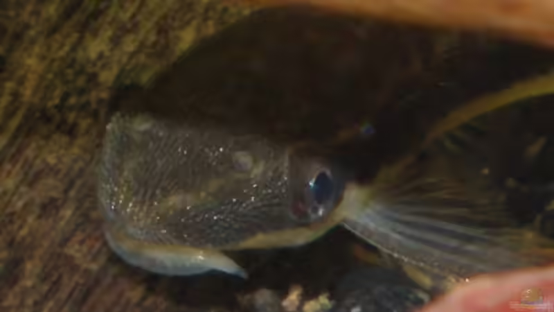 Besatz im Aquarium Becken 13042 von Muschelknacker (14)