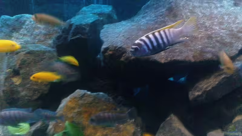 Besatz im Aquarium Becken 13044 von Alex1981 (10)