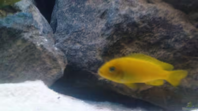 Besatz im Aquarium Becken 13044 von Alex1981 (9)