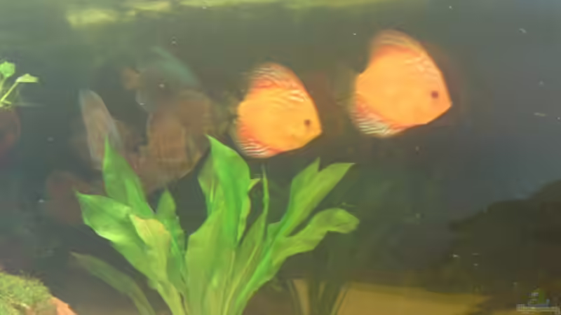 Besatz im Aquarium Becken 13066 von SINAN (38)