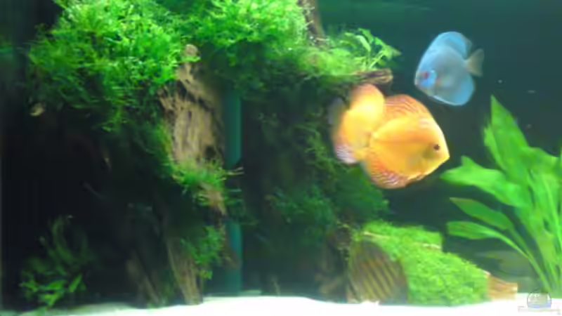 Besatz im Aquarium Becken 13066 von SINAN (40)