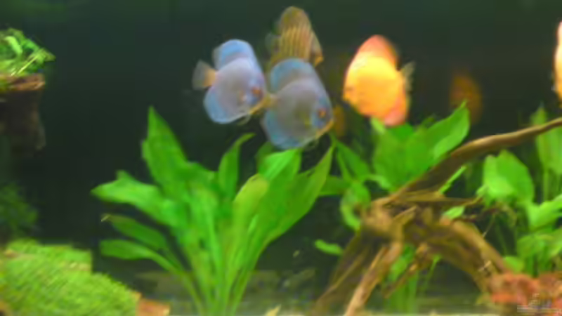 Besatz im Aquarium Becken 13066 von SINAN (41)