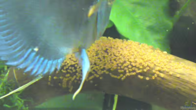 Besatz im Aquarium Becken 13066 von SINAN (43)