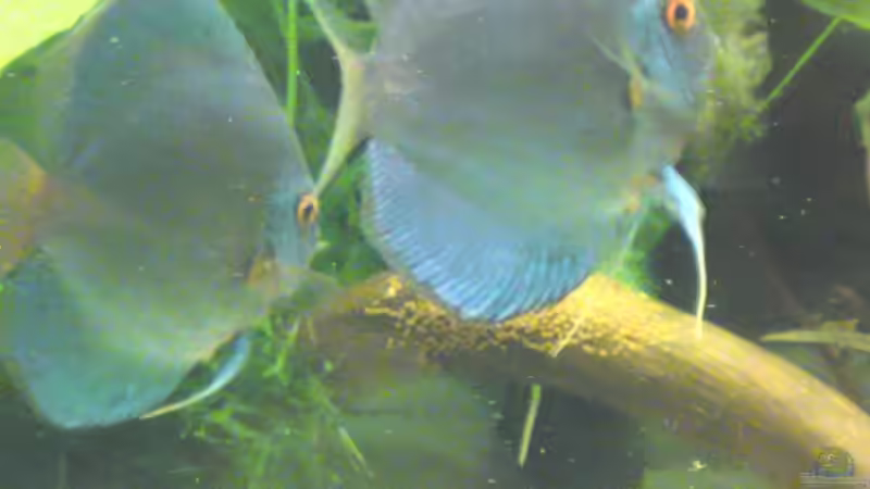 Besatz im Aquarium Becken 13066 von SINAN (44)