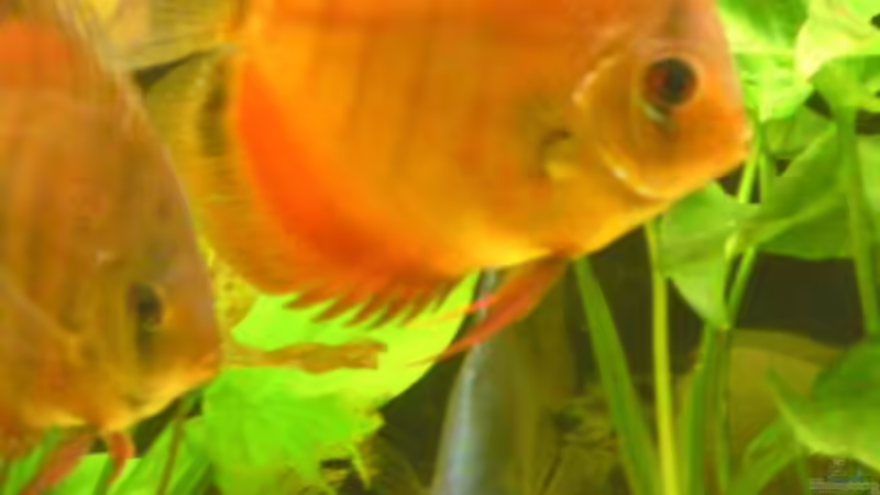 Besatz im Aquarium Becken 13066 von SINAN (45)