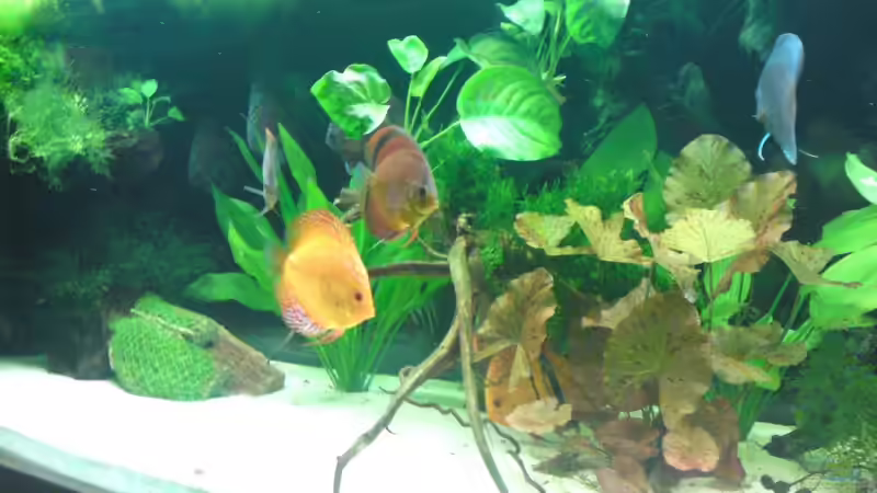 Besatz im Aquarium Becken 13066 von SINAN (46)