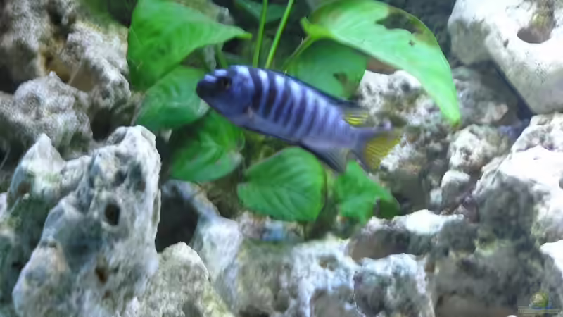 Besatz im Aquarium Becken 13068 von Tiger81 (11)