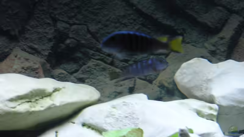 Besatz im Aquarium Becken 13068 von Tiger81 (12)