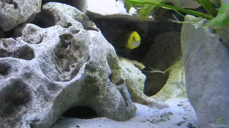 Besatz im Aquarium Becken 13068 von Tiger81 (14)