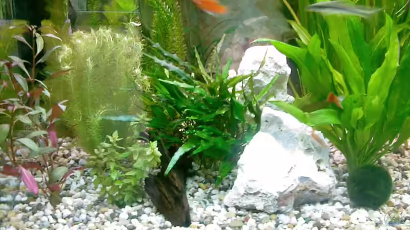 Besatz im Aquarium Becken 13073 von Daniel Ante (2)