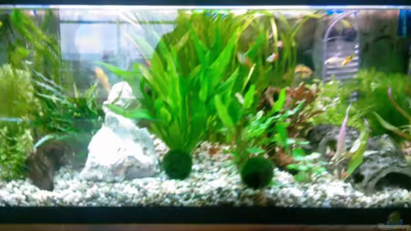 Besatz im Aquarium Becken 13073 von Daniel Ante (4)