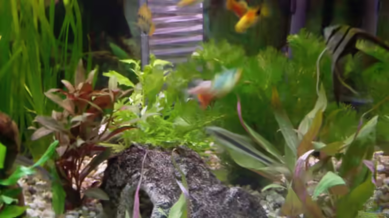 Besatz im Aquarium Becken 13073 von Daniel Ante (5)