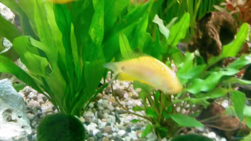 Besatz im Aquarium Becken 13073 von Daniel Ante (6)