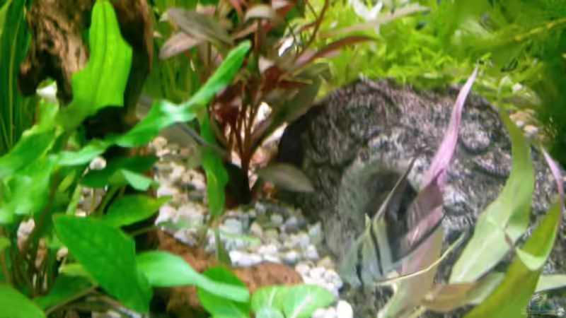 Besatz im Aquarium Becken 13073 von Daniel Ante (7)