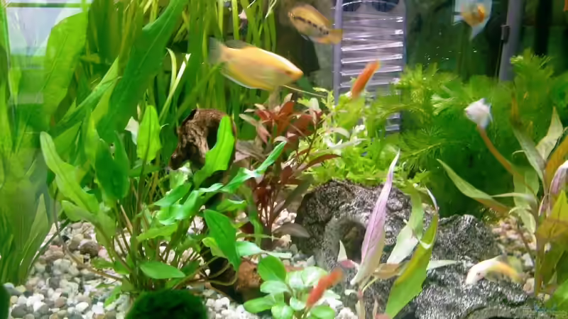 Besatz im Aquarium Becken 13073 von Daniel Ante (9)