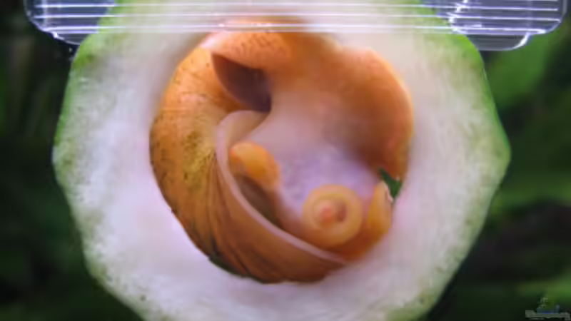 Besatz im Aquarium Becken 13091 von Una (10)