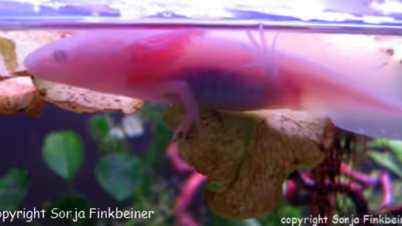 Besatz im Aquarium Becken 13091 von Una (12)