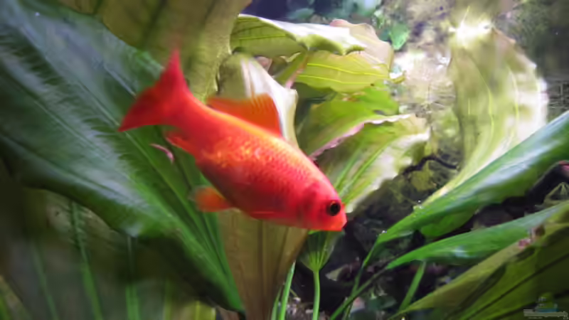 Besatz im Aquarium Becken 13091 von Una (30)