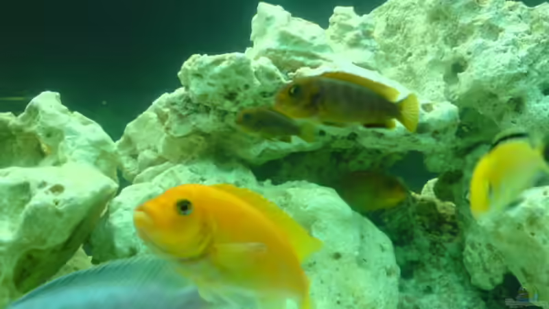 Besatz im Aquarium Becken 13105 von DoctorSatan (10)