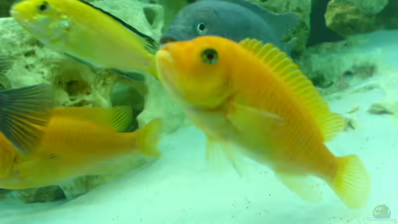 Besatz im Aquarium Becken 13105 von DoctorSatan (12)