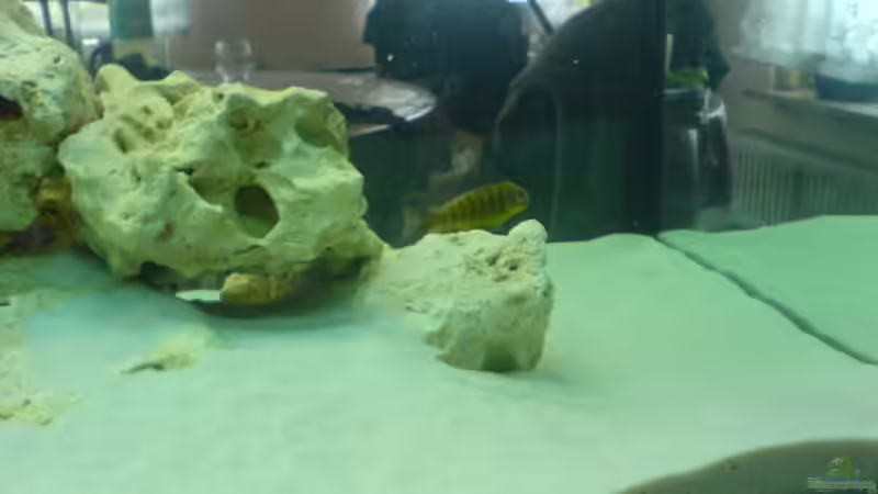 Besatz im Aquarium Becken 13105 von DoctorSatan (13)