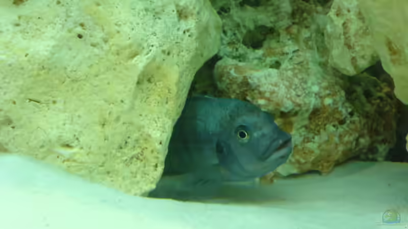 Besatz im Aquarium Becken 13105 von DoctorSatan (14)