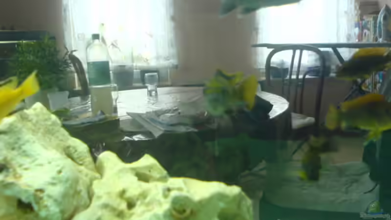 Besatz im Aquarium Becken 13105 von DoctorSatan (15)